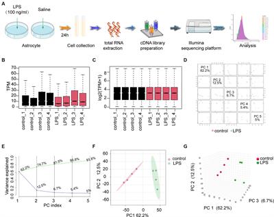 Transcriptomic analysis reveals novel hub genes associated with astrocyte autophagy in intracerebral hemorrhage